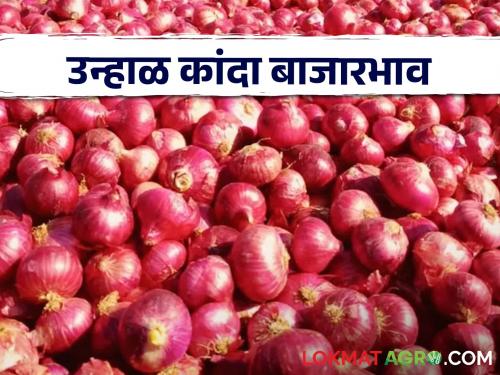 Latest News Todays Onion Bajarbhav in nashik, pune market yards check here details | Onion Bajarbhav : बारामती बाजार समितीत लाल कांद्याला काय भाव? वाचा सविस्तर बाजारभाव