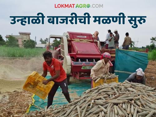 Summer pearl millet threshing work begins; How is the harvest going this year? | उन्हाळी बाजरी मळणीच्या कामाला सुरवात; यंदा कसा पडतोय उतार?