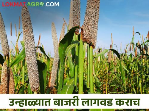 short duration low water summer pearl millet bajara crop; How to cultivate? | कमी कालावधीचं कमी पाण्यात येणारं उन्हाळी बाजरी पिक; कशी कराल लागवड?