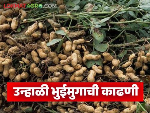 Latest News Bhuimug Kadhani Harvest summer peanuts when it is hot, know in detail | Bhuimung Kadhani : उन्हाळी भुईमुंगाची काढणी कधी आणि कशी कराल? जाणून घ्या सविस्तर