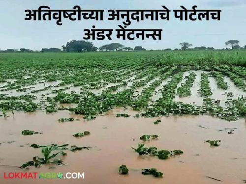 Unutilized help to farmers; Portal of flood subsidy is under maintenance | शेतकऱ्यांना खरिपासाठी उपयोगात येईना मदत; अतिवृष्टीच्या अनुदानाचे पोर्टलच अंडर मेंटनन्स