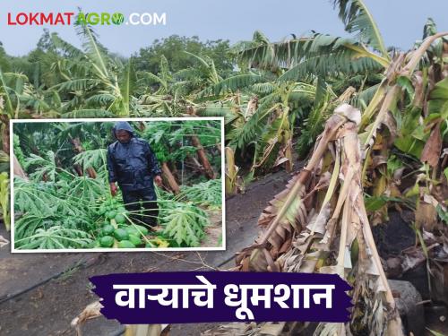 A gust of wind in Wasmat; Banana, papaya gardens are being damaged! | वसमत मध्ये वाऱ्याचे धूमशान; केळी, पपई बागांचे होतेय नुकसान!