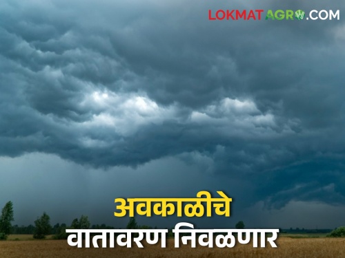 Latest News Unseasonal rain likely in ten districts of Maharashtra till April 29, read details | Weather Report : महाराष्ट्रातील 'या' दहा जिल्ह्यात 29 एप्रिलपर्यंत अवकाळी पावसाची शक्यता, वाचा हवामान अंदाज 