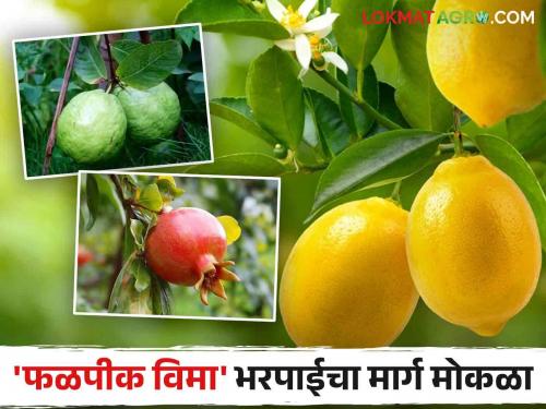 Fruit Crop Insurance: 344 crore paid to companies by the state government; Paving the way for fruit crop insurance compensation | Fruit Crop Insurance : राज्य सरकार कडून ३४४ कोटी कंपन्यांना अदा; फळपीक विमा भरपाई मिळण्याचा मार्ग मोकळा