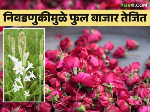 Flower Market: Due to the assembly election, fragrance and fragrance of roses became expensive in the market | Flower Market : विधानसभा निवडणुकीमुळे बाजारात निशिगंध अन् गुलाबाचा सुगंध महागला