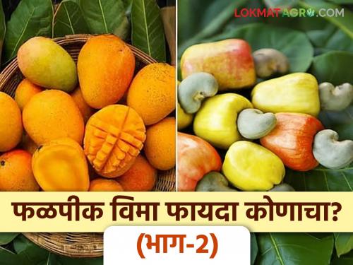 The fruit crop insurance scheme is the same but the premium amount is different for farmers in each district. | फळपीक विमा योजना एकच पण 'या' प्रत्येक जिल्ह्यातील शेतकऱ्यासाठी हप्त्याची रक्कम वेगवेगळी