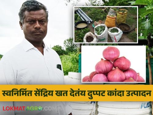 Organic Onion Farming: Dnyaneshwar Rao grows 150 quintals of red onion per acre using self-made organic inputs | Organic Onion Farming : स्वनिर्मित सेंद्रिय निविष्ठेचा वापर करत ज्ञानेश्वरराव घेतात एकरी १५० क्विंटल लाल कांदा