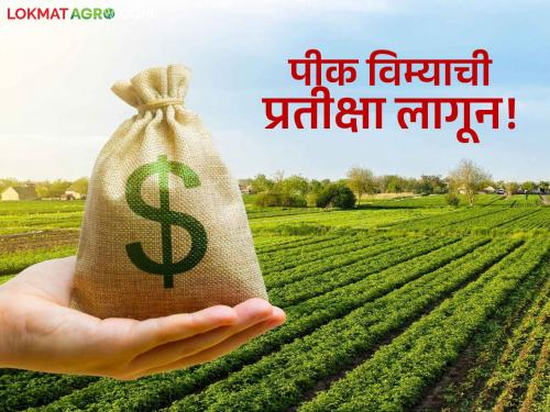 Half a million farmers in 'Ya' district are still waiting for crop damage compensation | 'या' जिल्ह्यातील पाऊण लाख शेतकऱ्यांना अजूनही पीक नुकसान भरपाईच्या रकमेची प्रतीक्षा