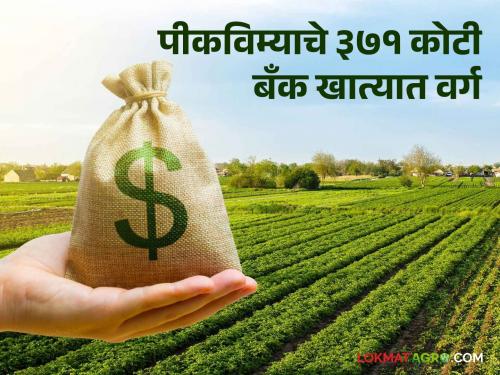 Crop Insurance: 371 crore rupees of crop insurance will be deposited in farmers' bank accounts; 73 thousand farmers are ineligible | Crop Insurance : पीकविम्याचे ३७१ कोटी रुपये शेतकऱ्यांच्या बँक खात्यात वर्ग; ७३ हजार शेतकरी अपात्र