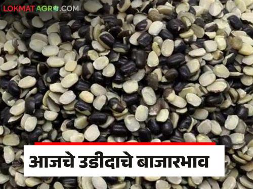 Urad Market Update: Urad has arrived in the market, what is the price of 'so many' quintals, read in detail | Urad Market Update : बाजारात उडीदाची आवक झाली 'इतके' क्विंटल काय भाव मिळाला वाचा सविस्तर