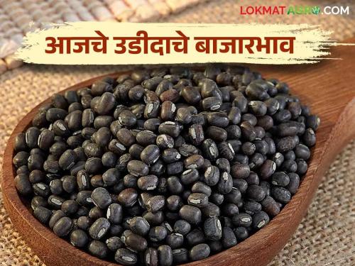 Urad Market Update: Urad's highest Arrivals in Pathardi market today; Read the price in detail | Urad Market Update : आज उडीदाची सर्वाधिक आवक पाथर्डी बाजारात; काय मिळाला भाव वाचा सविस्तर