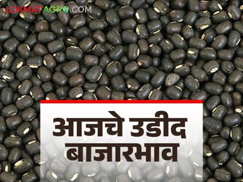 Urad Bajar Bhav: How much is Urad in the market today; Read the price in detail | Urad Bajar Bhav : आज बाजारात उडदाची आवक किती; काय भाव मिळाला ते वाचा सविस्तर