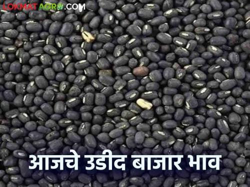 Udid Bajar Bhav: Udid arrival in market 11293 quintals; Read the detailed rate of getting 'Ha' | Udid Bajar Bhav : बाजारात उडदाची आवक ११२९३ क्विंटल; 'हा' मिळतोय दर वाचा सविस्तर