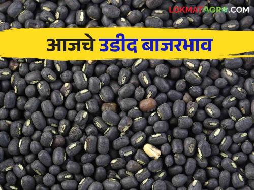 Urad Bajar Bhav : Highest arrival of Urad in Murum bazaar; Read the price in detail | Urad Bajar Bhav : मुरूम बाजारात उडीदाची सर्वाधिक आवक; काय मिळाला भाव वाचा सविस्तर