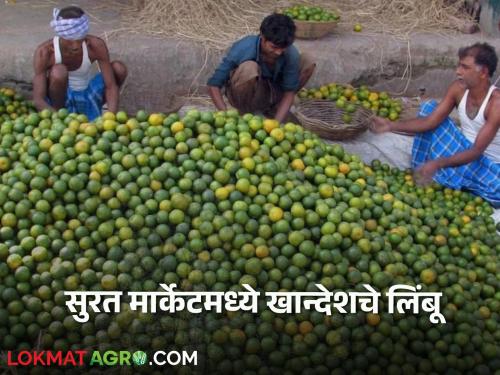 Surat Lemon Market | Surat Limbu Market : खान्देशहून सुरत मार्केटला रोज दोन हजार कॅरेटची आवक, लिंबाला काय बाजारभाव?