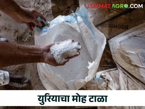 Urea should be used with care and excessive use can be dangerous | Urea Fertilizer युरिया वापरताय जरा जपूनच; अवाजवी वापर ठरू शकतो घातक