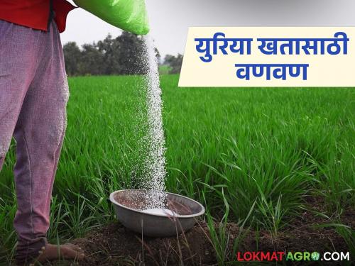 Latest News Farmers' demand for urea fertilizer, see urea fertilizer prices in your area | युरिया खतासाठी शेतकऱ्यांची वणवण, तुमच्याकडे युरिया खत काय दराने मिळतेय? 