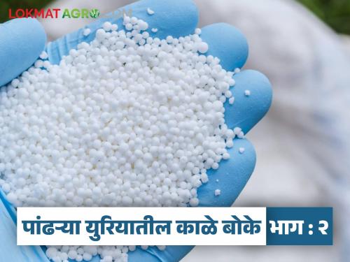 Urea used for adulteration; Urea worth Rs 600 is sold for Rs 3500 | युरियाचा भेसळीसाठी वापर; सहाशे रुपयांच्या युरियाची विक्री होते ३५०० रुपयाला