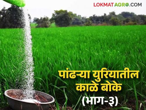 Maharashtra's urea to Karnataka; Black marketing of urea is open despite deployment of flying squads | महाराष्ट्राचा युरिया कर्नाटकला; भरारी पथके नेमूनही युरियाचा काळाबाजार खुलेआमपणे