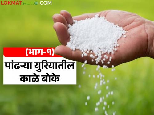 Urea worth 25 crores meant for farmers is going to industrialists; What is the matter? Read in detail | शेतकऱ्यांसाठी आलेला २५ कोटींचा युरिया जातोय उद्योजकांच्या घशात; काय आहे प्रकरण? वाचा सविस्तर