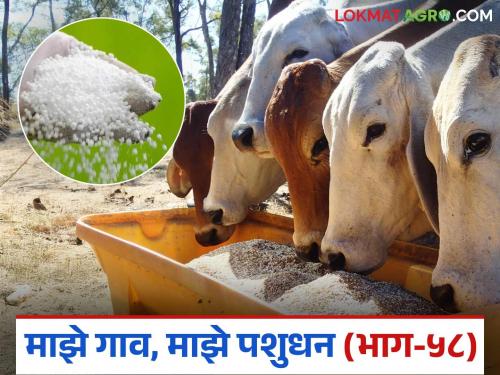 How was urea poisoning in livestock's? What should treatment be done? Read in detail | जनावरांत युरियाची विषबाधा कशी होती? कसे कराल उपाय? वाचा सविस्तर