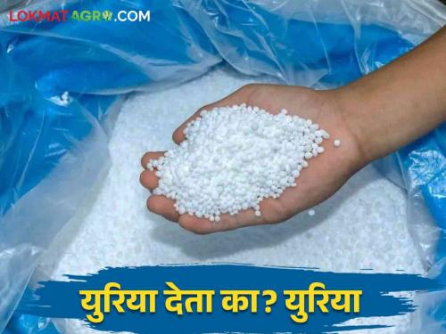 Farmers do not get urea; Refusal to supply urea by krishi seva kendra owner | Urea Supply Shortage: शेतकऱ्यांना मिळेना युरिया; कृषी केंद्र चालकाकडून युरिया देण्यास नकार