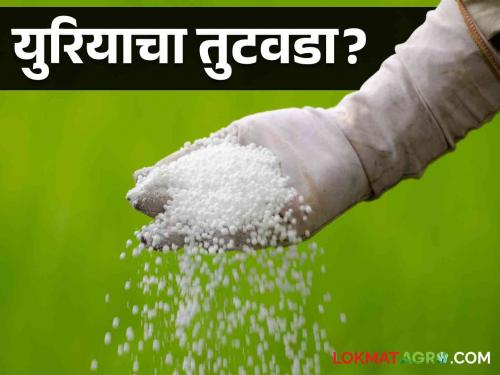 Latest News Shortage of urea, forced to take liquid, example in Nashik district  | Agriculture News : युरियासोबत लिक्विड घेण्यासाठी जबरदस्ती, किंमतही अधिक, नाशिक जिल्ह्यातील प्रकार 