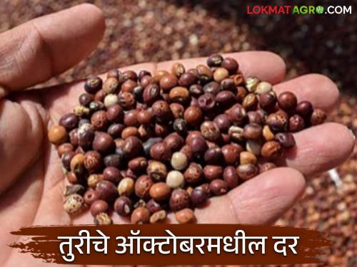 Latest News tur Market see tur average price per quintal during Diwali and october Read in detail | Tur Market : दिवाळीत तुरीचे प्रति क्विंटल सरासरी दर कसे राहतील? वाचा सविस्तर 