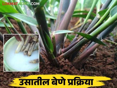 Us Bene Prakriya : How to do treatment of sugarcane cutting for cultivation pre seasonal sugarcane | Us Bene Prakriya : पूर्वहंगामी उसाची लागवड करायचीय कशी कराल बेणे प्रक्रिया