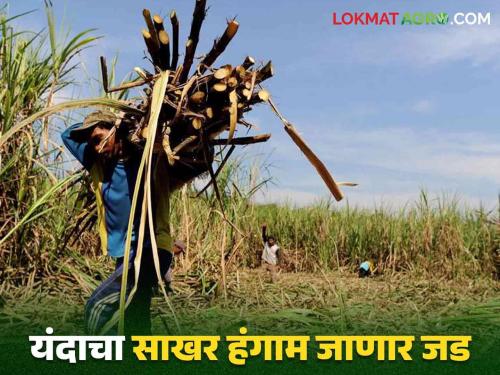 Us Galap Hangam : This year is the season of difficulties in front of the sugar factories Will the first installment be delivered in time to farmers? | Us Galap Hangam : यंदा साखर कारखान्यांसमोर अडचणींचा हंगाम वेळेत मिळेल का पहिला हप्ता?