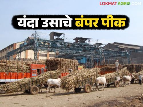 Bumper sugarcane crop in these districts of the state; Crushing will increase by four lakh tonnes this year | राज्यात 'या' जिल्ह्यांत उसाचे बंपर पिक; यंदा चाळीस लाख टनाने गाळप वाढणार