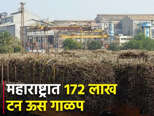 The new sugar season is progressing vigorously across the country; 13.50 lakh tonnes of new sugar production | देशभरातील नव्या साखर हंगामाची जोमाने वाटचाल; १३.५० लाख टन नवे साखर उत्पादन