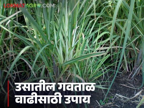 Gavtal Vadh : Take these simple steps to prevent grassy shoot disease in sugarcane crop | Gavtal Vadh : उस पिकातील गवताळ वाढ रोखण्यासाठी करा 'हे' सोपे उपाय