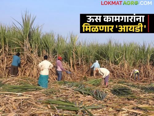 Sugarcane workers will get the benefits of these schemes with smart identity cards; Know the details | ऊसतोड कामगारांना स्मार्ट ओळखपत्रासह मिळणार ह्या योजनांचा लाभ; जाणून घ्या सविस्तर