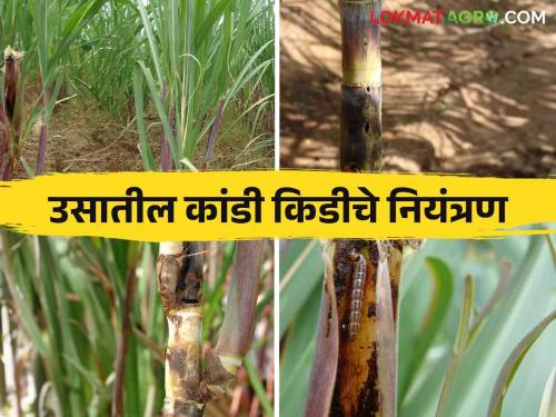 What can be done to prevent internode borer in sugarcane crop | ऊस पिकात या किडीमुळे मरतो पोंगा व फुटतात पांगशा काय कराल उपाय