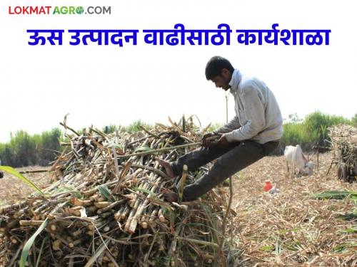 Latest News Sugarcane workshop organized by Sugar Task Force Committee in Pune | Agriculture News : पुण्यात ऊस उत्पादन वाढीसाठी कार्यशाळा संपन्न, साखर टास्क फोर्स समितीकडून आयोजन 