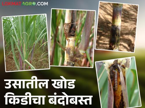 How to identify stem borer in sugarcane crop? How to control measure of it? Read in detail | ऊस पिकात खोड कीड आली 'हे' कसे ओळखावे? कसा करावा बंदोबस्त? वाचा सविस्तर