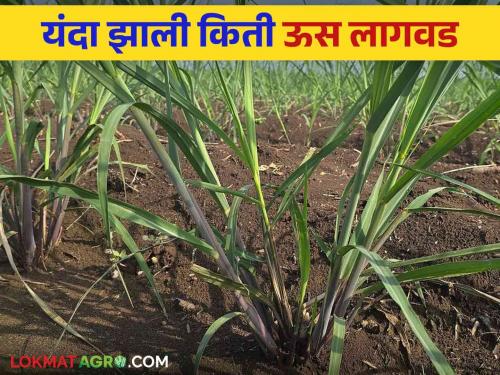 Adsali Us Lagvad : Increase in the area under sugarcane cultivation in the state in which district how much cultivation | Adsali Us Lagvad : राज्यात ऊस लागवडीखालील क्षेत्रात वाढ कोणत्या जिल्ह्यात किती लागवड