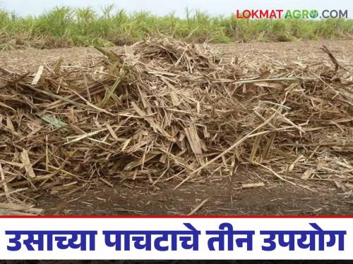These three uses of sugarcane pulp will be beneficial, know in detail | Usache Pachat : उसाच्या पाचटाचे 'हे' तीन उपयोग फायदेशीर ठरतील, जाणून घ्या सविस्तर 