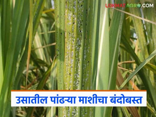 The incidence of whitefly in sugarcane is increasing? how to control it? Read in detail | उसात पांढरी माशीचा प्रादुर्भाव वाढतोय? कसा कराल बंदोबस्त? वाचा सविस्तर
