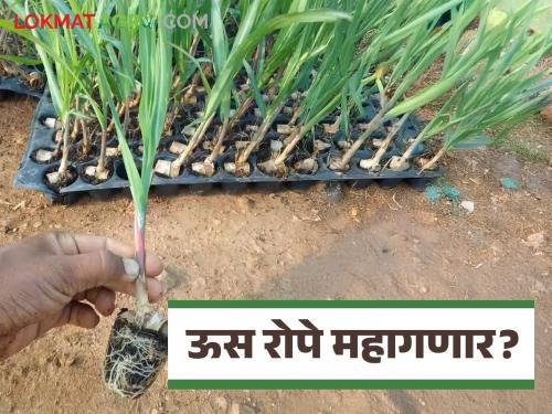 Sugarcane seed sampling along with cocopeat have become expensive; will sugarcane seedlings become more expensive? Read in detail | कोकोपीटसह ऊस बेणे महागले; ऊस रोपं महागणार का? वाचा सविस्तर