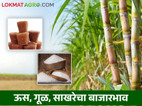 Latest News Sugar Market see todays sakhar and gul market price Read in detail  | Sugar Market : गुळापेक्षा साखर तेजीत, ऊसाला काय भाव मिळतोय? वाचा सविस्तर 