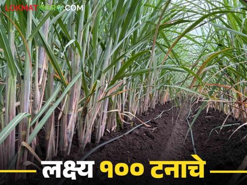 Us Lagwad : Make these changes in cultivation techniques to increase sugarcane production | Us Lagwad : उसाचे उत्पादन वाढविण्यासाठी लागवड तंत्रात करा हे बदल