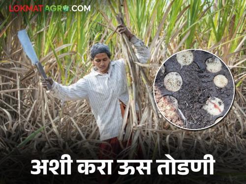 How to cutting sugarcane for get good tonnage and get good sugar recovery; read in detail | उसाचे वजन भरण्यासाठी व चांगल्या रिकव्हरीसाठी कशी कराल ऊस तोडणी; वाचा सविस्तर