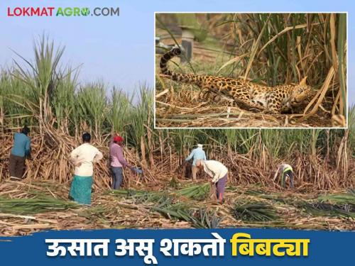 Ustod Kamgar : Sugarcane workers, take care to protect yourself from leopards | Ustod Kamgar : ऊसतोड कामगारांनो बिबट्या पासून बचावासाठी अशी घ्या काळजी