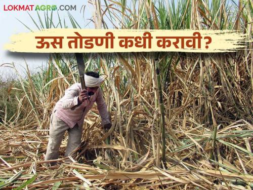 Read details on how to plan sugarcane cutting according to the variety of sugarcane | उसाच्या जातीनुसार ऊस तोडणीचे नियोजन कसे करावे वाचा सविस्तर