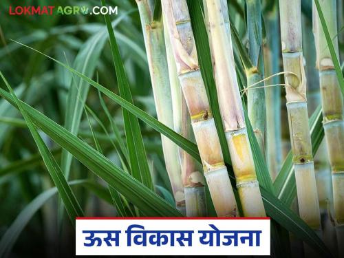 Sugarcane Development Scheme for Farmer Producer Groups, Companies and Cooperatives; How to avail the benefits? Read in detail | शेतकरी उत्पादक गट, कंपन्या व सहकारी संस्थासाठी ऊस विकास योजना; कसा घ्याल लाभ? वाचा सविस्तर