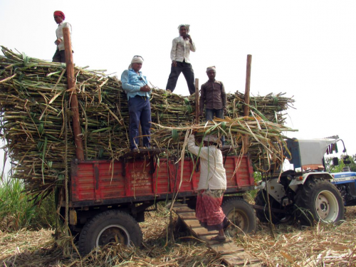 Us Galap Hangam : How sugarcane cutting and transportation costs are determined read in detail | Us Galap Hangam : कसा ठरतो ऊस तोडणी व वाहतूक खर्च वाचा सविस्तर