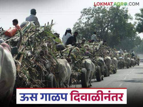 Preparations are complete to throw sugarcane crushing in mill on Dussehra; this year the crushing will pick up pace only after Diwali | दसऱ्याला गव्हाणीत मोळी टाकण्याची तयारी पूर्ण; यंदा गाळप मात्र दिवाळीनंतरच गती घेणार
