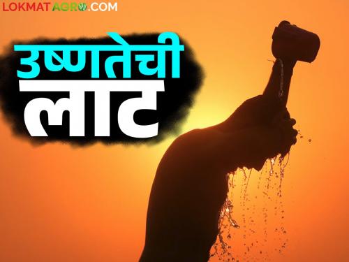Maharashtra Weather Update : Two heat waves likely in the state in March; Read in detail | Maharashtra Weather Update : राज्यात मार्चमध्ये उष्णतेच्या दोन लाटा येण्याची शक्यता; वाचा सविस्तर